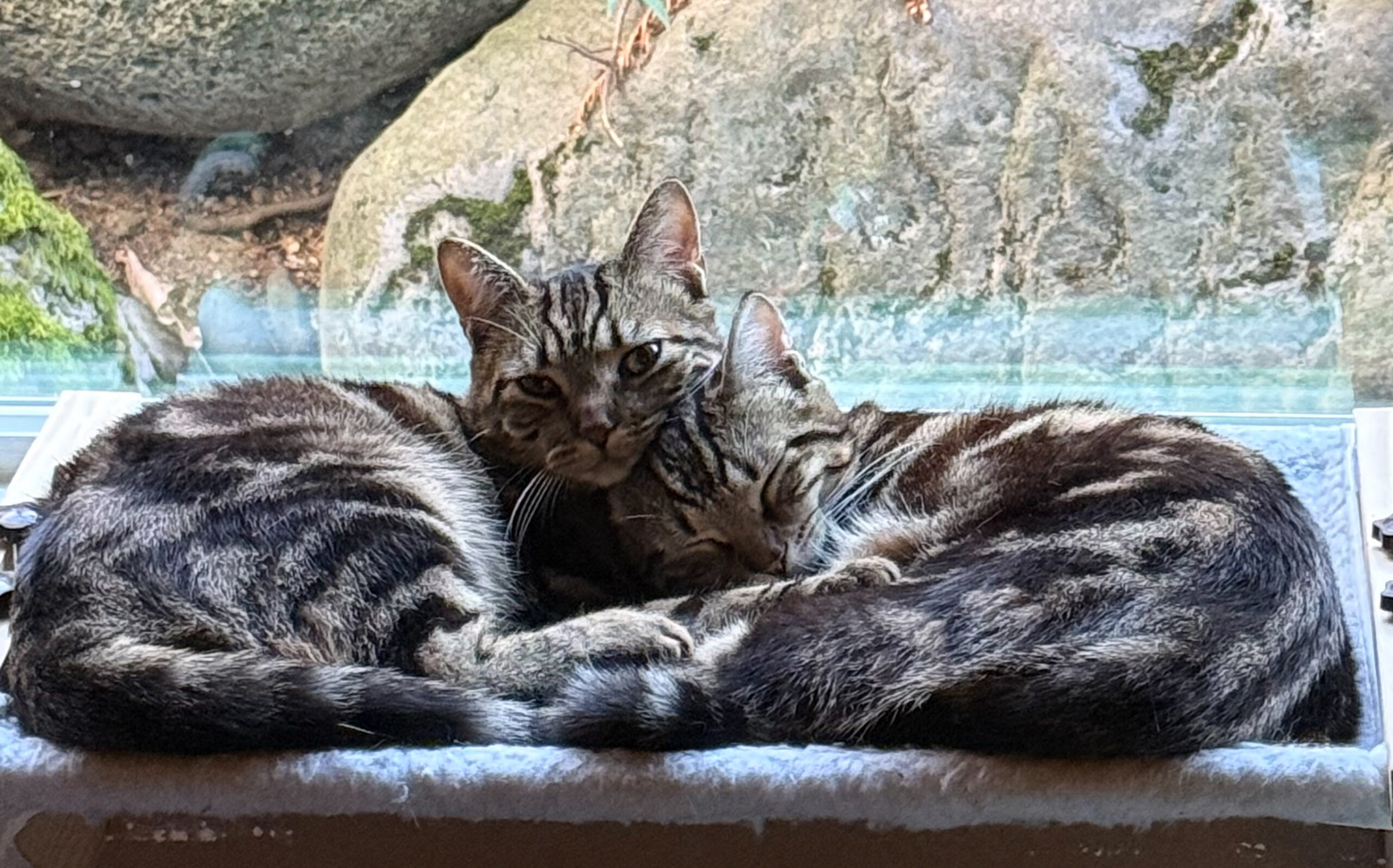 dragon under the stars reading a book short